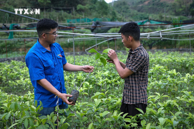 Anh Bùi Văn Tường hướng dẫn kỹ thuật chăm sóc và nhân giống cây trồng cho thành viên của Hợp tác xã Sản xuất và kinh danh nông nghiệp 0789. Ảnh: Trọng Đạt - TTXVN vna_potal_chang_trai_xu_muong_lam_giau_tren_manh_dat_que_huong_7335051.jpg