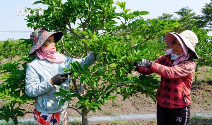 vna_potal_mang_cau_ta_tay_ninh_chinh_thuc_duoc_dac_cach_luu_hanh_7534286.jpg