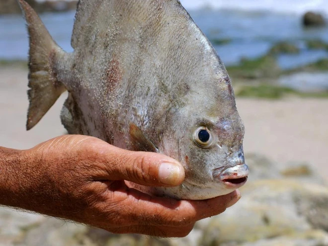Con cá pacu xuất hiện ở Nga. Nguồn: Getty chuate.jpg