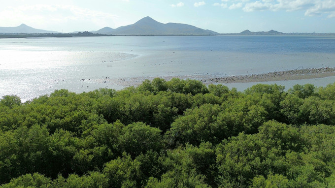 Khu dự trữ thiên nhiên rừng ngập mặn Đầm Nại (huyện Ninh Hải, Ninh Thuận). Ảnh: Nguyễn Thành – TTXVN NT3.jpg