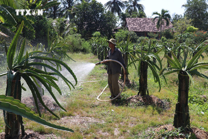 Nhà vườn trồng thanh long ở xã Bình Phục Nhứt, huyện Chợ Gạo, tỉnh Tiền Giang, tưới gốc thanh long trong mùa khô. Ảnh: Hữu Chí - TTXVN vna_potal_su_dung_tiet_kiem_nuoc_bao_ve_san_xuat_7279647.jpg