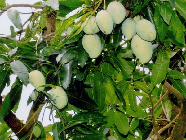 Thu hoạch xoài cát Hòa Lộc. Ảnh: Đình Hụê -TTXVN xoai.jpg