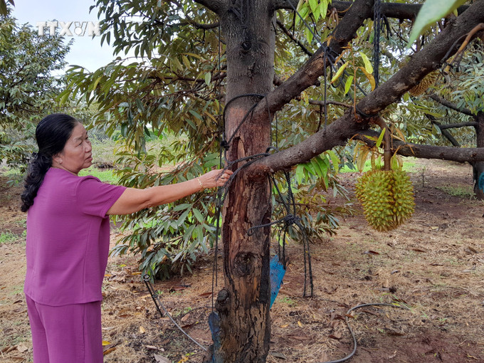 Vườn sầu riêng của gia đình anh Lê Văn Nho ở xã Phước Tân, huyện Phú Riềng liên tục bị nhiễm bệnh và chết cây. Ảnh: K GỬIH -TTXVN vna_potal_binh_phuoc_nhieu_dien_tich_sau_rieng_bi_nhiem_benh_anh_huong_do_han_7388185.jpg