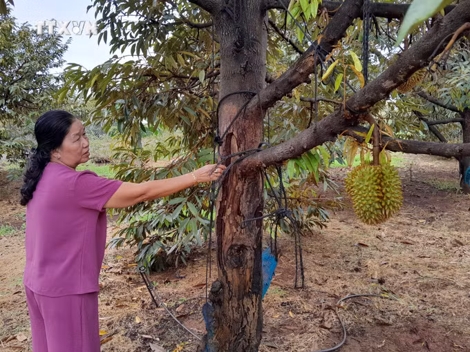vna_potal_binh_phuoc_nhieu_dien_tich_sau_rieng_bi_nhiem_benh_anh_huong_do_han_7388185.jpg