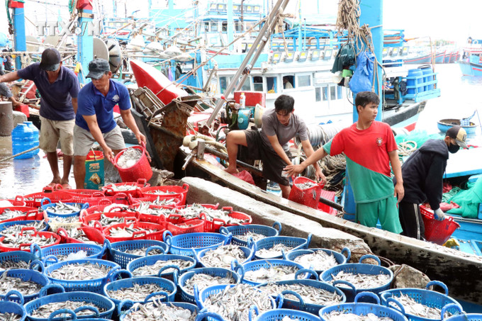 Vận chuyển cá lên cảng bán cho thương lái. Ảnh: Công Thử - TTXVN vna_potal_ngu_dan_ninh_thuan_trung_dam_vu_ca_nam__7515813.jpg