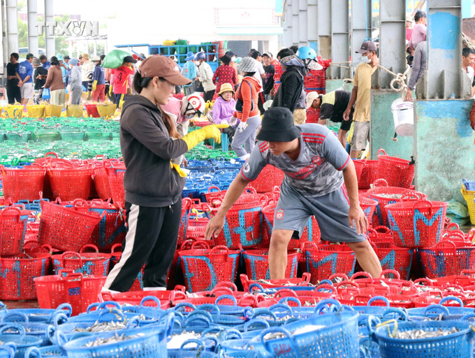 Các thương lái thu mua cá tại Cảng Cà Ná (Thuận Nam, Ninh Thuận). Ảnh: Công Thử - TTXVN vna_potal_ngu_dan_ninh_thuan_trung_dam_vu_ca_nam__7515808.jpg