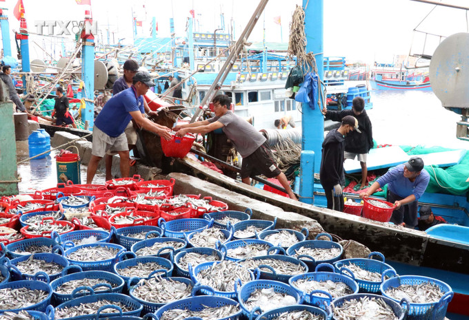 Vận chuyển cá lên bờ bán cho thương lái tại cảng Cà Ná (Thuận Nam, Ninh Thuận). Ảnh: Công Thử - TTXVN vna_potal_ngu_dan_ninh_thuan_trung_dam_vu_ca_nam__7515804.jpg