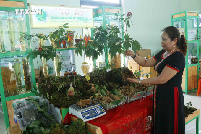 Hơn 30 hộ và Công ty trồng Sâm Ngọc Linh tham gia cuộc thi Sâm Ngọc Linh. Ảnh: Đoàn Hữu Trung - TTXVN vna_potal_quang_nam_khai_mac_le_hoi_sam_ngoc_linh_lan_thu_vi_nam_2024_7516469.jpg