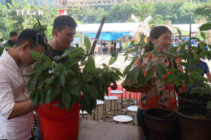 Các gian hàng trưng bày, giới thiệu sản phẩm sâm Ngọc Linh tại lễ khai mạc Lễ hội Sâm Ngọc Linh lần thứ 6, năm 2024. Ảnh: Đoàn Hữu Trung - TTXVN vna_potal_quang_nam_khai_mac_le_hoi_sam_ngoc_linh_lan_thu_vi_nam_2024_7516468.jpg