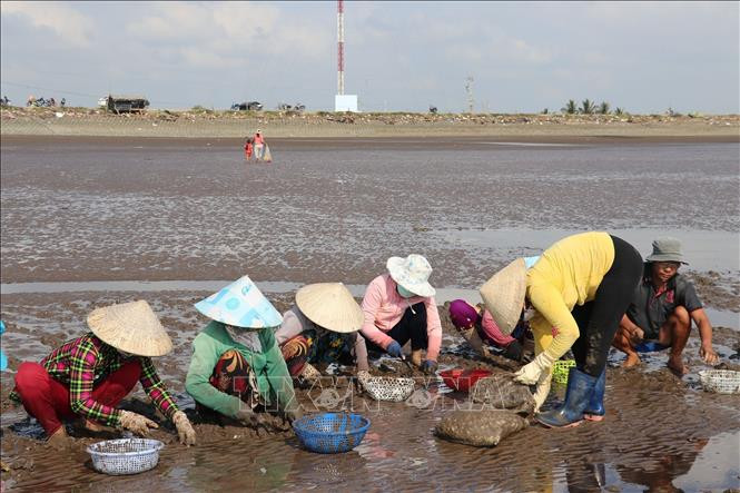 Thu hoạch nghêu tại bãi biển Tân Thành, huyện Gò Công Đông, tỉnh Tiền Giang. Ảnh: TTXVN ngao TG.jpg