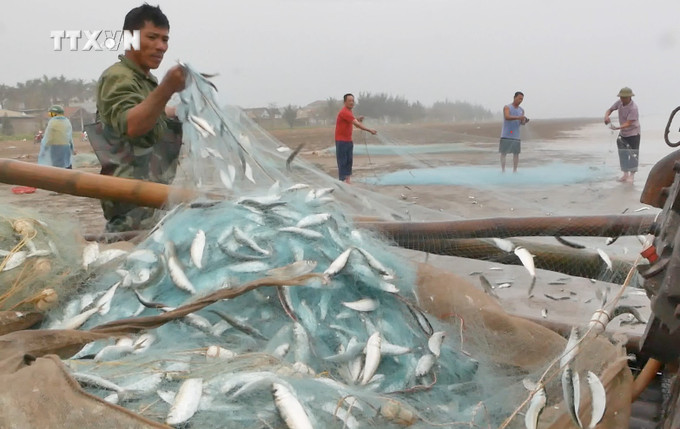 Ngay từ sáng sớm, quang cảnh trên bãi biển đã tất bật khi bè mảng của ngư dân cập bến bờ, ngư dân nhanh chóng luôn tay gỡ cá trích ra khỏi lưới. Ảnh: TTXVN phát vna_potal_ngu_dan_dien_chau_nghe_an_vao_mua_khai_thac_ca_trich_7241336.jpg