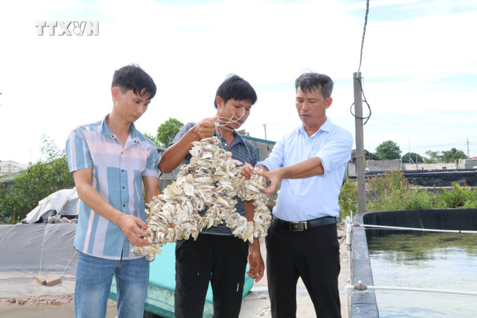 Cán bộ Chi cục Thủy sản tỉnh Ninh Bình hướng dẫn cách chăm sóc hàu giống cho người dân huyện Kim Sơn. Ảnh: Hải Yến - TTXVN vna_potal_ninh_binh_phat_trien_mo_hinh_san_xuat_hau_giong_kim_son__7484596.jpg