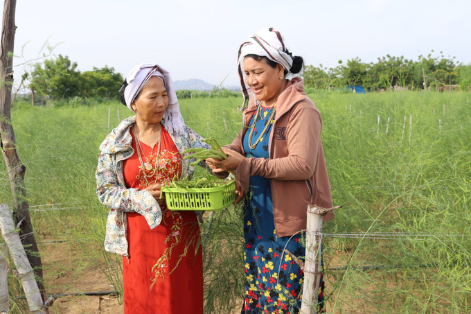 Để xây dựng nông thôn mới hiệu quả, huyện Ninh Phước chú trọng phát huy vai trò người có uy tín trong việc hướng dẫn đồng bào chuyển đổi cơ cấu cây trồng, ứng dụng khoa học kỹ thuật vào sản xuất. Ảnh: Nguyễn Thành 10-nguoi Cham-Ninh Phuoc-nguyen thanh.JPG