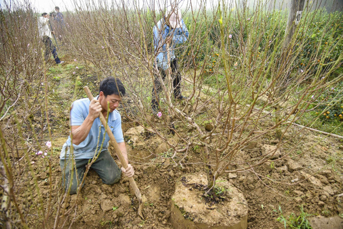 Người dân xã Thanh Hưng, huyện Điện Biên chuẩn bị đào mang ra chợ bán Tết. Ảnh: Xuân Tư - TTXVN dienbien.jpg
