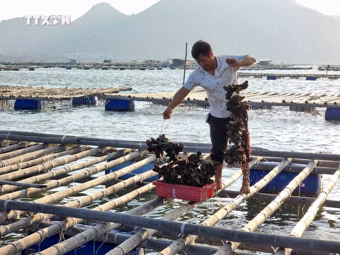 vna_potal_ninh_thuan_tang_cuong_huy_dong_cac_nguon_luc_xay_dung_nong_thon_moi_7584805.jpg