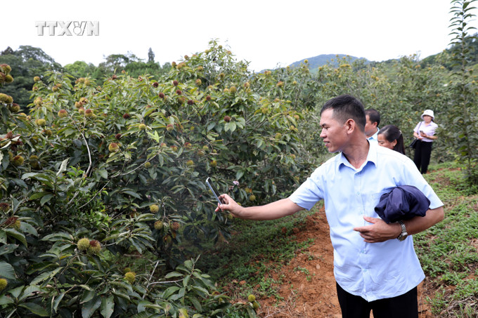 Người dân, du khách tham quan, trải nghiệm tại các vườn dẻ ở xã Quảng Lạc, thành phố Lạng Sơn. Ảnh: Văn Đạt - TTXVN vna_potal_quang_ba_dac_san_hat_de_quang_lac_-_lang_son_7555849.jpg