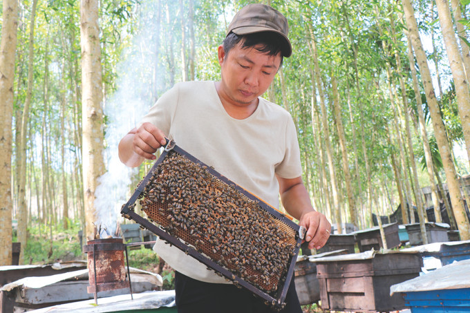 Mô hình nuôi ong lấy mật của hộ gia đình anh Lê Thanh Vấn ở xã Trà Sơn, huyện Trà Bồng cho hiệu quả kinh tế cao. Ảnh: Phạm Cường 3-Tra Bong-Pham Cuong.JPG