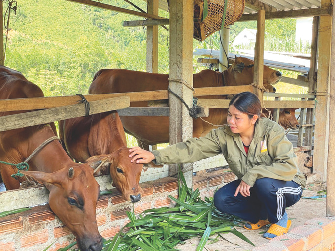 Người dân Trà Bồng chuyển dần từ hình thức chăn thả sang mô hình nuôi bán thâm canh, chăn nuôi theo hình thức trang trại, gia trại…. Ảnh: Phạm Cường 17-Tra Bong-Pham Cuong.jpg