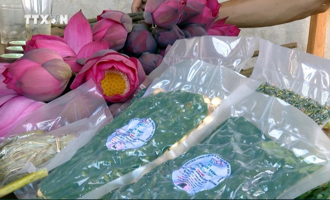 Các sản phẩm từ sen của Hợp tác xã Sen Tả Phan, xã Duy Ninh (Quảng Ninh, Quảng Bình). Ảnh: Tá Chuyên - TTXVN vna_potal_mo_hinh_trong_sen_ket_hop_du_lich_sinh_thai_mang_lai_hieu_qua_kinh_te_tai_quang_binh__7488676.jpg