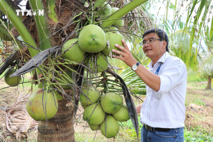 Ths. Nguyễn Ngọc Trai, Quyền Giám đốc Trung tâm Sinh học ứng dụng, Khoa Nông nghiệp - Thủy sản, Trường Đại học Trà Vinh kiểm tra quá trình sinh trưởng của dừa sáp giống cấy mô. Ảnh: Thanh Hòa - TTXVN vna_potal_tra_vinh_nghien_cuu_thanh_cong_giong_dua_sap_cay_mo_7630282.jpg