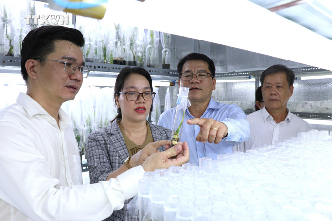 Phó Hiệu trưởng Trường Đại học Trà Vinh Phan Quốc Nghĩa (thứ 3 từ trái qua) giới thiệu quy trình nhân giống dừa sáp bằng kỹ thuật cấy phôi đến lãnh đạo sở, ngành ở Trà Vinh. Ảnh: Thanh Hòa - TTXVN vna_potal_tra_vinh_nghien_cuu_thanh_cong_giong_dua_sap_cay_mo_7630288.jpg