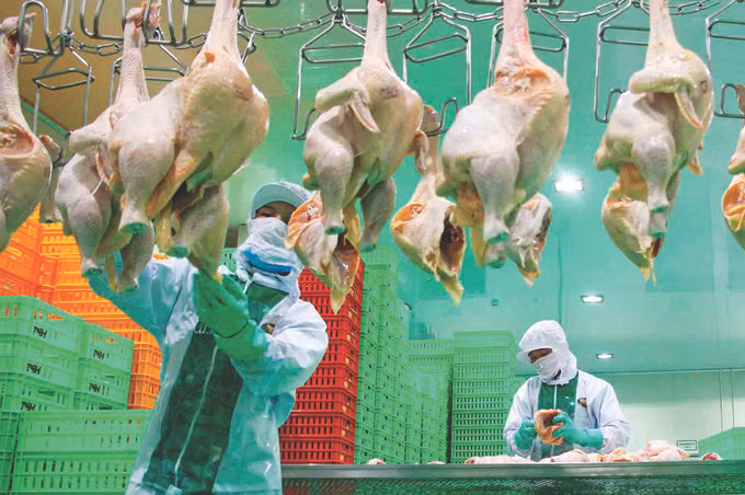 Chuoi lien ket nong nghiep Tay Ninh 6.jpg