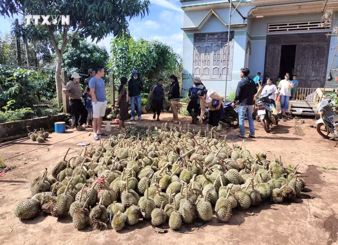 vna_potal_dak_lak_thiet_hai_hon_199_tan_sau_rieng_do_mua_lon_kem_loc_xoay_7473349.jpg