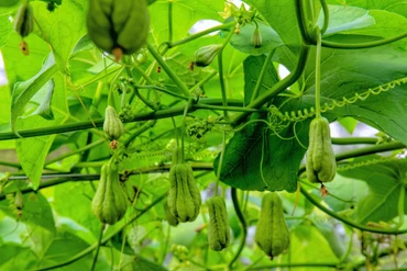 Khám phá mùa su nụ trên nóc nhà miền Tây