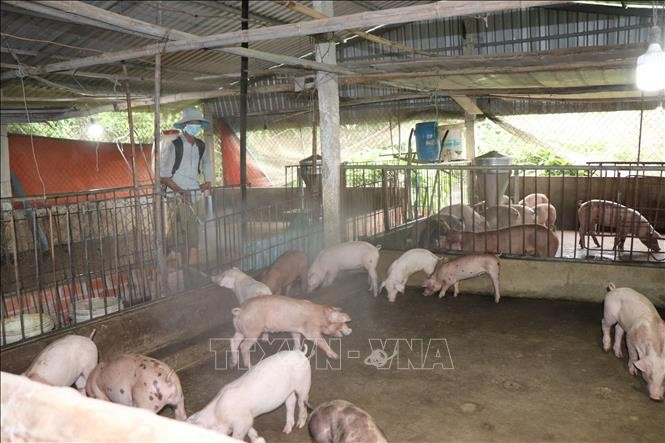 Phun xịt tiêu độc, khử trùng chuồng trại xảy ra ổ dịch. dich-ta-lon-cantho1.jpg