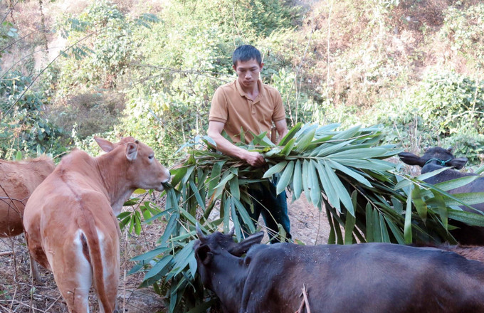 Những mô hình chăn nuôi tập trung đã đem lại hiệu quả kinh tế cao thay vì chăn thả như trước đây. Ảnh: Quý Trung/TTXVN potal-lai-chau-khoi-sac-nong-thon-moi-o-huyen-vung-cao-bien-gioi-8079879.jpg