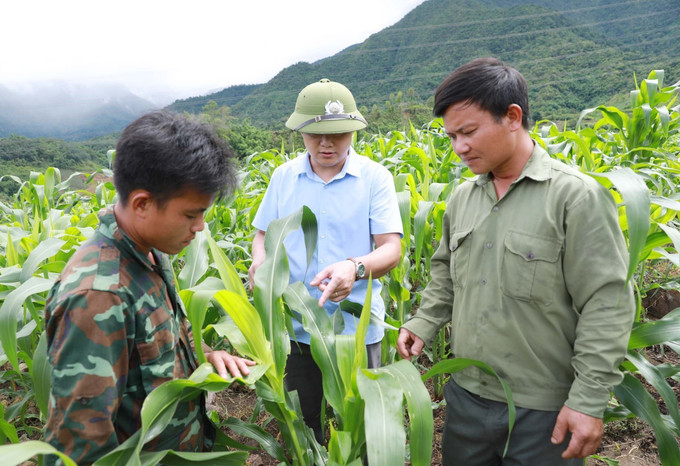 Cán bộ xã Nậm Hàng, huyện Nậm Nhùn hướng dẫn người dân cách phát hiện sâu bệnh để phòng chống góp phần nâng cao năng suất cây trồng. Ảnh: Quý Trung /TTXVN potal-lai-chau-khoi-sac-nong-thon-moi-o-huyen-vung-cao-bien-gioi-8079886.jpg
