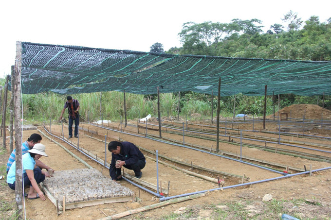 Đầu tư các vườn gieo ươm dược liệu. Ảnh: baoquangnam.vn duoc-lieu-tg-3.jpg