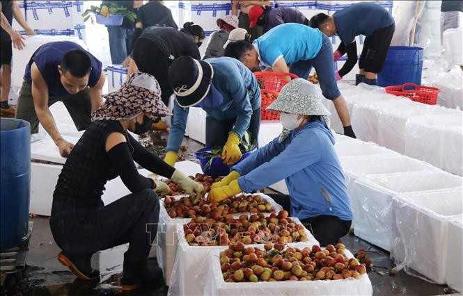 Điểm đóng thùng vải ở xã Ea Sar, huyện Ea Kar trước khi vận chuyển đi tiêu thụ. Ảnh: Anh Dũng/TTXVN thuhoach-vai3.jpg