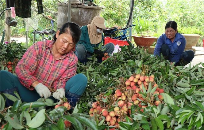 Sau khi thu hoạch, vải được phân loại, cắt tỉa cành để đưa đi tiêu thụ. Ảnh: Anh Dũng/TTXVN thuhoach-vai2.jpg