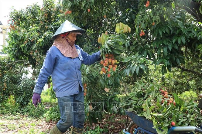 Xã Ea Sar, huyện Ea Kar có hơn 400 ha trồng vải, trong đó 320 ha đã vào kỳ thu hoạch, đem lại thu nhập cao cho nông dân. Ảnh: Anh Dũng/TTXVN thuhoach-vai5.jpg
