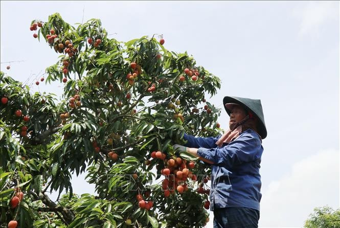 Nông dân xã Ea Sô, huyện Ea Kar thu hoạch vải đầu mùa. Ảnh: Anh Dũng/ TTXVN thuhoach-vai1.jpg