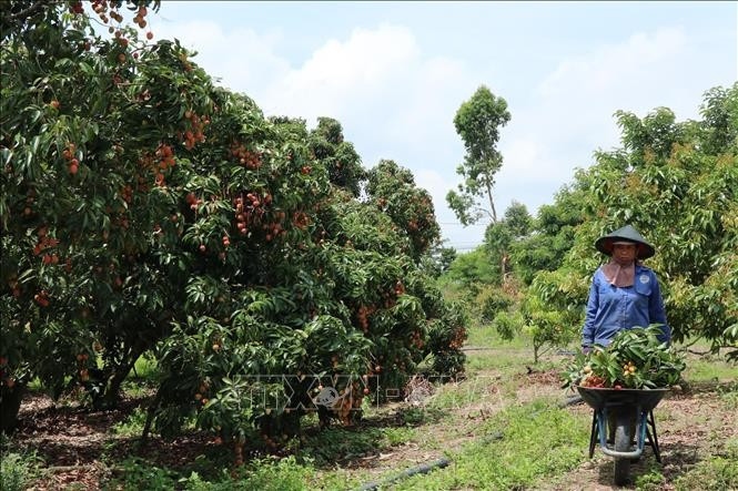 Vải trồng ở Đắk Lắk có đặc tính chín sớm hơn so với vải miền Bắc khoảng một tháng nên có ưu thế về thị trường tiêu thụ. Ảnh: Anh Dũng /TTXVN thuhoach-vai4.jpg