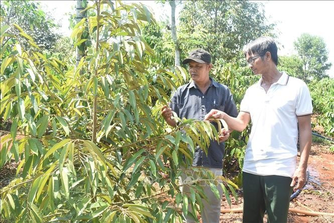 Ông Y Tuyên Kbrông (bên trái), buôn Drai H’ling, xã Hòa Xuân, thành phố Buôn Ma Thuột, tỉnh Đắk Lắk, thường xuyên giúp đỡ, đồng hành cùng người dân phát triển kinh tế. Ảnh: Nguyên Dung - TTXVN buon-lang1.jpg