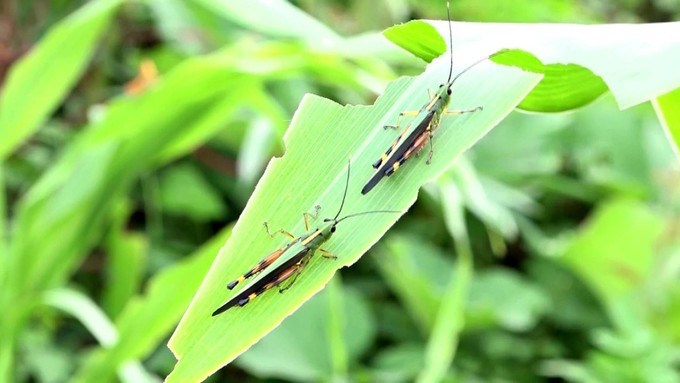 Châu chấu tre lưng vàng hại cây xuất hiện tại huyện miền núi Quan Sơn, tỉnh Thanh Hóa. Ảnh: Nguyễn Nam-TTXVN chauchau-tre1.jpg