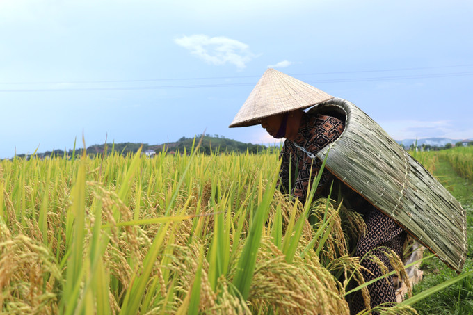 Áo tơi cùng người nông dân Hà Tĩnh ra đồng giữa thời tiết oi ả của những ngày hè tháng 5. ao-toi1.jpg