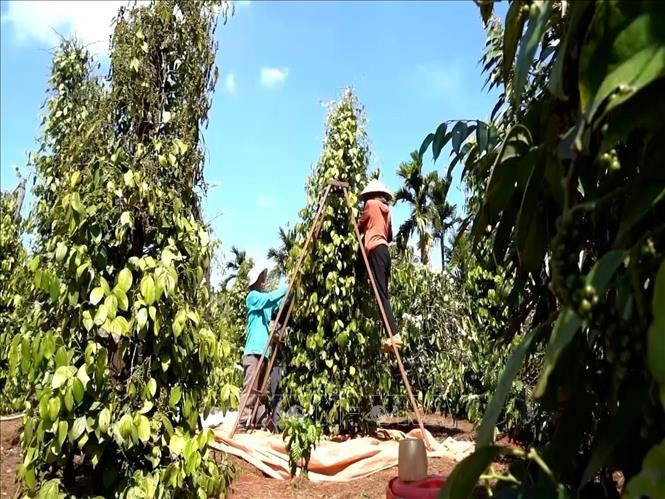 Nông dân Gia Lai thu hoạch hồ tiêu. hotieu-3.jpg