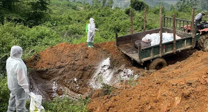 Tiêu hủy lợn mắc bệnh dịch tả châu Phi. Ảnh minh họa : TTXVN phát dich-ta.jpg