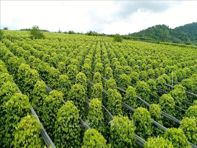 Diện tích trồng hồ tiêu của Hợp tác xã Nông nghiệp và Dịch vụ Nam Yang (xã Kon Gang, tỉnh Gia Lai) với 30ha đạt chứng nhận hữu cơ USDA (Mỹ). hotieu-2.jpg