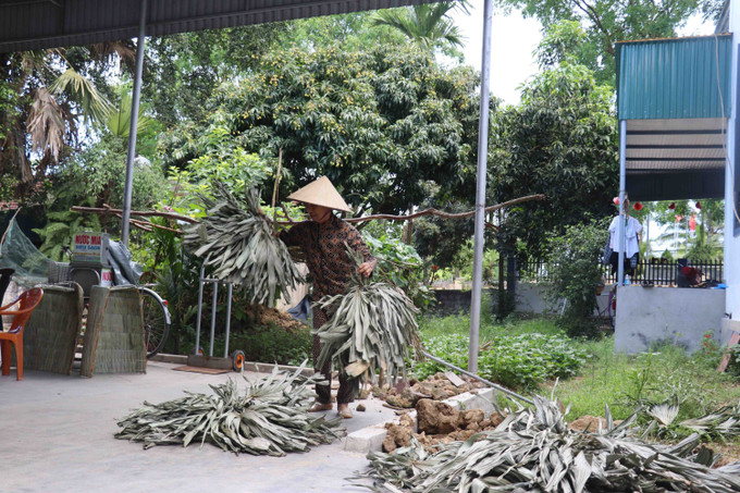 Lá tơi lấy ở rừng về, đem phơi sương một đêm cho dẻo, phơi nắng một buổi mới có thể đưa ra dùng. ao-toi2a.jpg