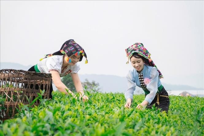 Phát triển vùng nguyên liệu chè đã mang lại cuộc sống ấm no cho bà con trên địa bàn tỉnh Lai Châu. Ảnh: TTXVN phát lai-chau5.jpg