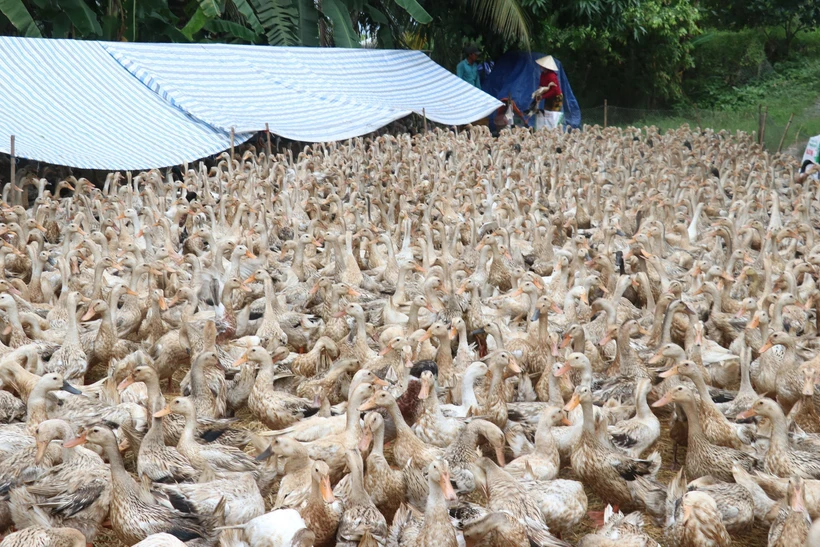 Đồng Tháp đặt mục tiêu đưa ngành hàng vịt đạt hơn 8,7 triệu con