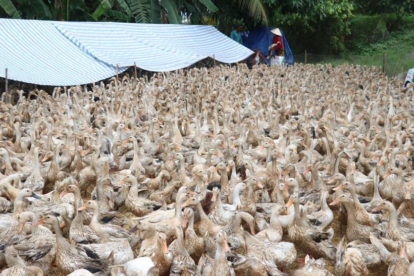 Đồng Tháp đặt mục tiêu đưa ngành hàng vịt đạt hơn 8,7 triệu con