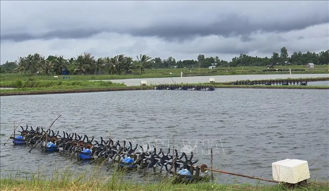 Một ao tôm của nông dân ở thị xã Vĩnh Châu (Sóc Trăng). Ảnh: Chanh Đa-TTXVN