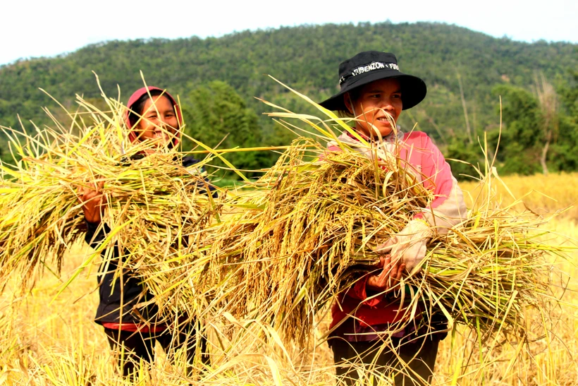 Gạo Ba Chăm là sản phẩm được chứng nhận thương hiệu tại thị trường trong và ngoài nước 2. Ảnh: Hồng Điệp – TTXVN