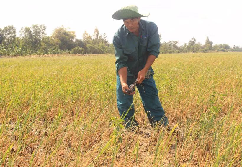 Sóc Trăng ứng phó với mặn xâm nhập vào nội đồng